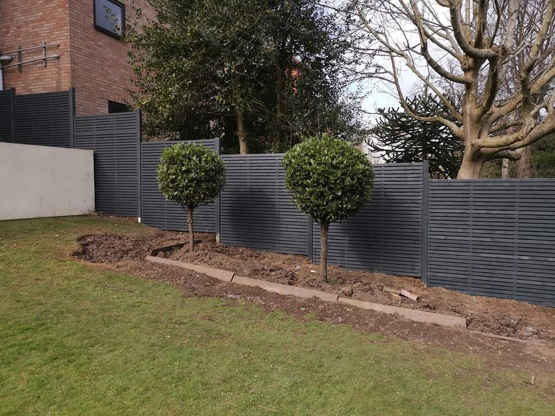 Charcoal slatted fence behind two lollipop bay trees